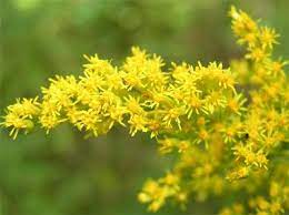 The Goldenrod Is The State Flower Of Nebraska Kentucky State Flower Goldenrod Flower Nebraska State