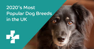 Each coat is especially made for your dog. 2020 S Most Popular Dog Breeds In The Uk Lifetime Pet Cover
