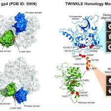 Check spelling or type a new query. Pdf Twinkle And Other Human Mitochondrial Dna Helicases Structure Function And Disease