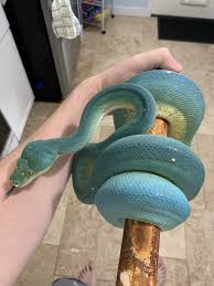 The species is native to new guinea, some islands in indonesia, and the cape york peninsula in australia. My Blue Green Tree Python Is Extra Vibrant Today Snakes