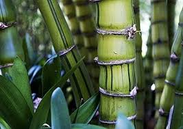 Image result for Bambusa vulgaris