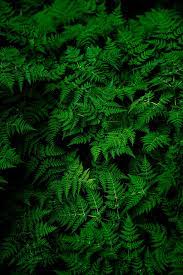 Januari 18 1995 tambah komentar. Wallpaper Tanaman Pakis Hijau Hd Unduh Gratis Wallpaperbetter