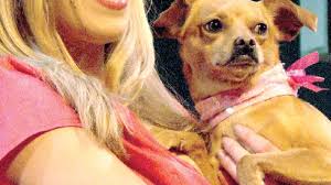 Pacific Repertory Theatre”s ”Legally Blonde” one Elle of a show