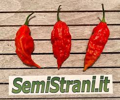 Also there is a danger that you may get some juice in their eyes, which will sting them. 50 Seeds Of The 5 Hottest Chillies Collection 5