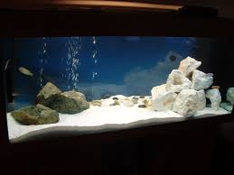 Aquarium White Sand Google Search Aquarium Sand Tropical Fish Tanks Fish Tank
