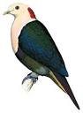 Illustrations - Red-naped Fruit-Dove - Ptilinopus dohertyi - Birds ...