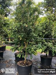 Image result for Eugenia aschersoniana