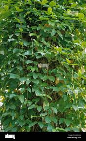 Image result for Sphedamnocarpus pruriens