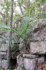 Image result for Chamaedorea radicalis