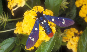 Black And White Striped Caterpillar With Orange Dots Oleander Caterpillar Syntomeida Epilais Walker