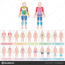 muscle groups female body colored chart stock vector