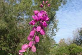 Image result for Polygala capillaris