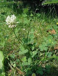 Image result for Trifolium baccarinii