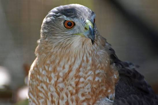 Cooper's Hawk — Southern Wisconsin Bird Alliance