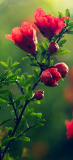 Red flowers and gifts from 1800flowers make the perfect romantic gift for your love. Wallpaper Red Flowers Green Leaves Hazy 5120x2880 Uhd 5k Picture Image