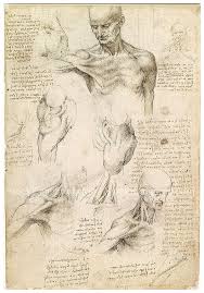 Human Skeleton Drawing Muscles Figure Study Sketch By Da Vinci Da Vinci Art Anatomy Drawing Human Figure