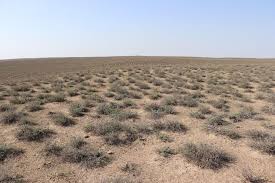 Image result for Zygophyllum leucocladum