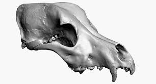 3d Dog Skull Scan Turbosquid 1271752 Dog Skull 3d Dog Skull