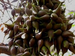 Image result for Salacia madagascariensis