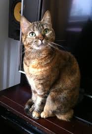 Like calicos, tortoiseshell cats are almost exclusively female. File A Domestic Shorthair Tortie Tabby Cat Jpg Wikipedia