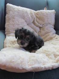 Yorkie puppy for sale !! Yorkie Poo Pets And Animals For Sale Michigan