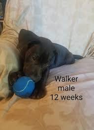 We help save thousands of lives every month by looking at the big picture, disrupting the status quo and finding. Come Out To Petsmart On Two Notch Road Sq Rescue Columbia Sc Facebook