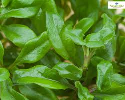 Image result for Floscopa africana