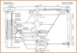 Autonomic Nervous System Flashcards Quizlet