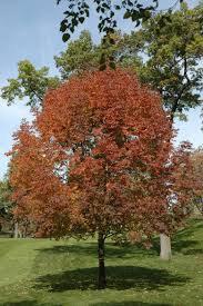 Image result for Agelanthus sp. aff. A. brunneus