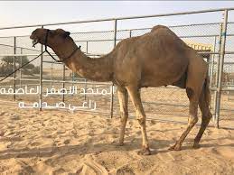 هيمنت سلالة الفحل «الشبابي العاصفة» على قمة الأسعار لليوم الثالث على التوالي، وفاز خليفة شاهين المرر بالقعود المنحدر من سلالة الأب «الشبابي ـ العاصفة» والأم «بنت شاهين دغاش» ودفع السعر. Ø§Ù„Ù…ØªØ­Ø¯ Ø§Ù„Ø§ØµÙØ± Ù‡Ø¬Ù† Ø§Ù„Ø¹Ø§ØµÙÙ‡