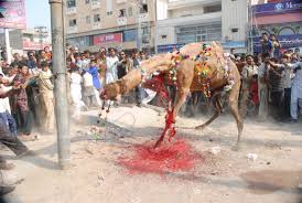 Learn how camel humps work and why they're not filled with water. Animals Random Thoughts