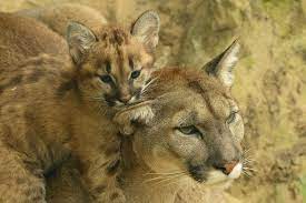 Pin On Wild Cats