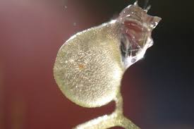 Image result for Utricularia  intermedia