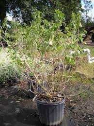 Image result for Chlorophytum macrorrhizum