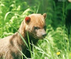 Bush Dog Speothos Venaticus C Ralf Schmode Bush Dogs Have Squat Bodies Short Legs Short Bushy Tails Round Wild Animals Pictures Animals Tame Animals
