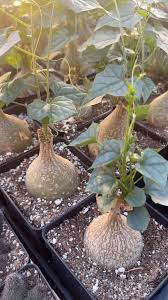 Image result for Gerrardanthus lobatus