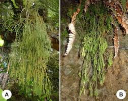 Image result for Huperzia dacrydioides