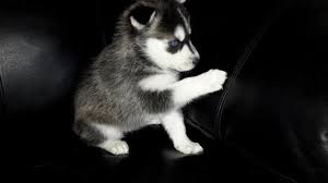 Complete guide about husky puppies in 2021! Siberian Husky Pets And Animals For Sale Colorado