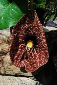Image result for Aristolochia heppii