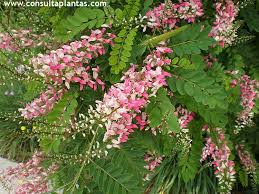 Image result for Indigofera kuntzei