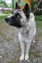 Black And White Akita Mix Piper Is An Adoptable Akita Dog In Asheville Nc Piper Is A Young Akita Girl Who May Be A Husky Mix She Is Gorg Unique Dog Breeds Hybrid Dogs Rare Dog