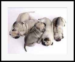 聚绘画廊 中式 艺术 宠物 动物 狗 可爱 书房 沙发 背景墙 白 玄关 壁画 儿童房 抽象 三联 装饰画 现代 新潮 arterest gallery pet animal dog cute art study sofa walls white ent animals bulldog french bulldog