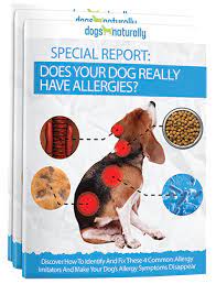 Why Your Dog S Allergy Treatment Doesn T Work