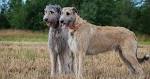 Irish Wolfhound for sale price range. How much do Irish ...