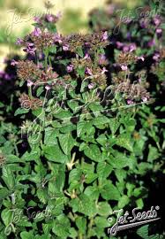 Image result for Clinopodium simense