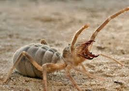 Camel spiders run after humans: Camel Spiders Aren T Monsters Pets Amino