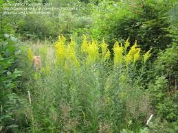 Be aware sometimes the plant comes in more colors and only example is in the list, so a picture with another color might come up. Plant Identification Closed Pacific Nw Weed Or Gorgeous Yellow Flower Both 1 By Poochella