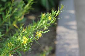 Image result for Heimia salicifolia