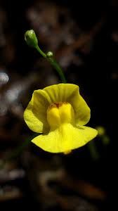 Image result for Utricularia appendiculata
