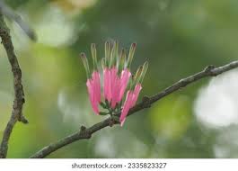 Image result for Tapinanthus forbesii